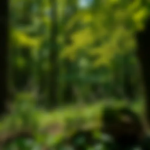Invasive Plant Control: Strategies and Implications for Woodland Stewardship Introduction
