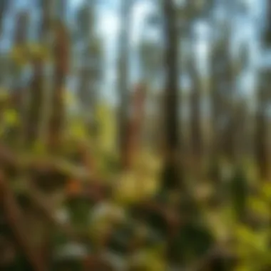 Notable Invasive Plant Control: Strategies and Implications for Woodland Stewardship Notable Invasive Plant Control: Strategies and Implications for Woodland Stewardship