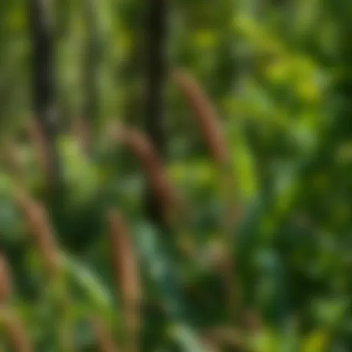 Invasive Plant Species in Illinois: Understanding the Threats and Solutions Introduction