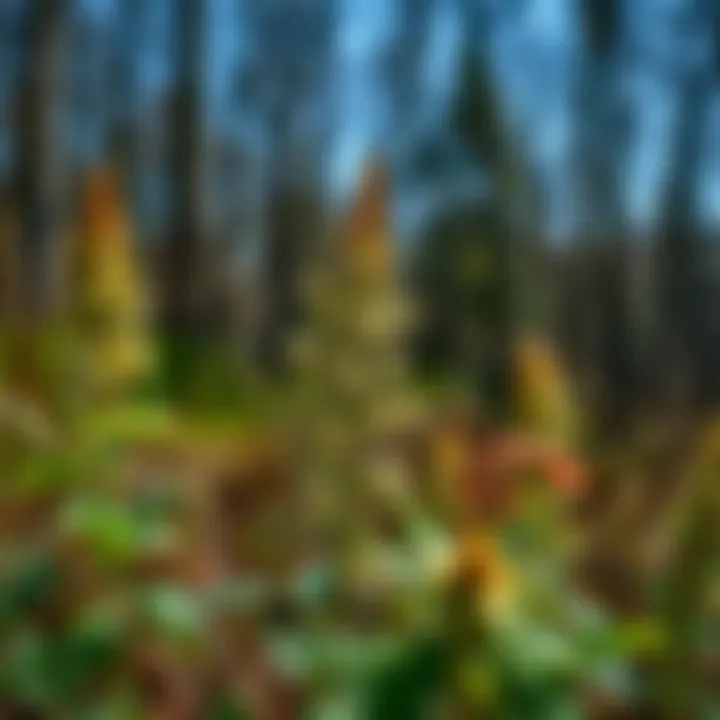 Notable Invasive Plant Species in Illinois: Understanding the Threats and Solutions