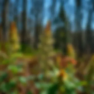 Notable Invasive Plant Species in Illinois: Understanding the Threats and Solutions Notable Invasive Plant Species in Illinois: Understanding the Threats and Solutions