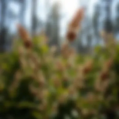 Invasive Plant Species in Illinois: Understanding the Threats and Solutions Summary