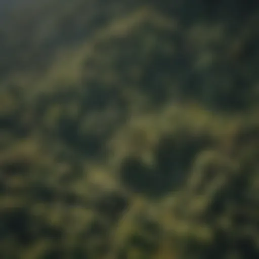 Aerial view of a sustainably managed forest showcasing diverse tree species