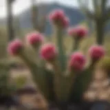 Vibrant mature prickly pear cactus in a natural habitat showcasing its ecological importance