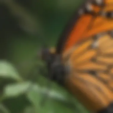 Monarch Butterfly Close-Up Close-up of a Monarch butterfly, a species known for its long migrations.