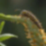 Monarch caterpillar feeding on milkweed