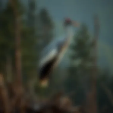Mountain States Crane: An Exploration of Ecology, Management, and Conservation Introduction Mountain States Crane: An Exploration of Ecology, Management, and Conservation Introduction