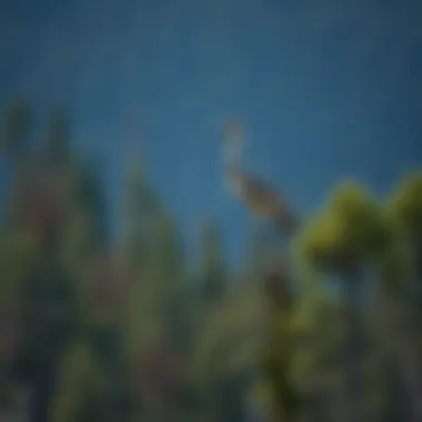 Mountain States Crane: An Exploration of Ecology, Management, and Conservation Summary Mountain States Crane: An Exploration of Ecology, Management, and Conservation Summary
