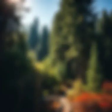 Vibrant Forest Life at Mt. Hood's Base Lush forest surrounding the base of Mt. Hood