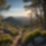 Stunning view from the summit of Mt. Lemmon showcasing diverse vegetation