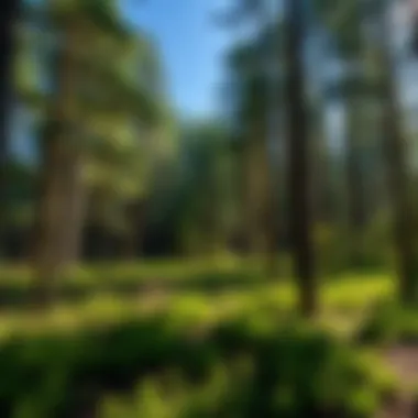 Natural Sedatives for Anxiety: A Comprehensive Exploration Summary Natural Sedatives for Anxiety: A Comprehensive Exploration Summary