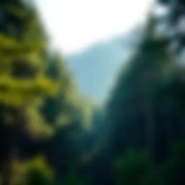 Investment Potential in Forest Acreage Graphical representation of investment potential in forest land