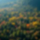 Lush forest landscape showcasing diverse tree species