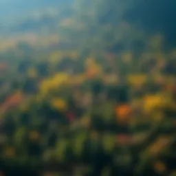 Lush forest landscape showcasing diverse tree species