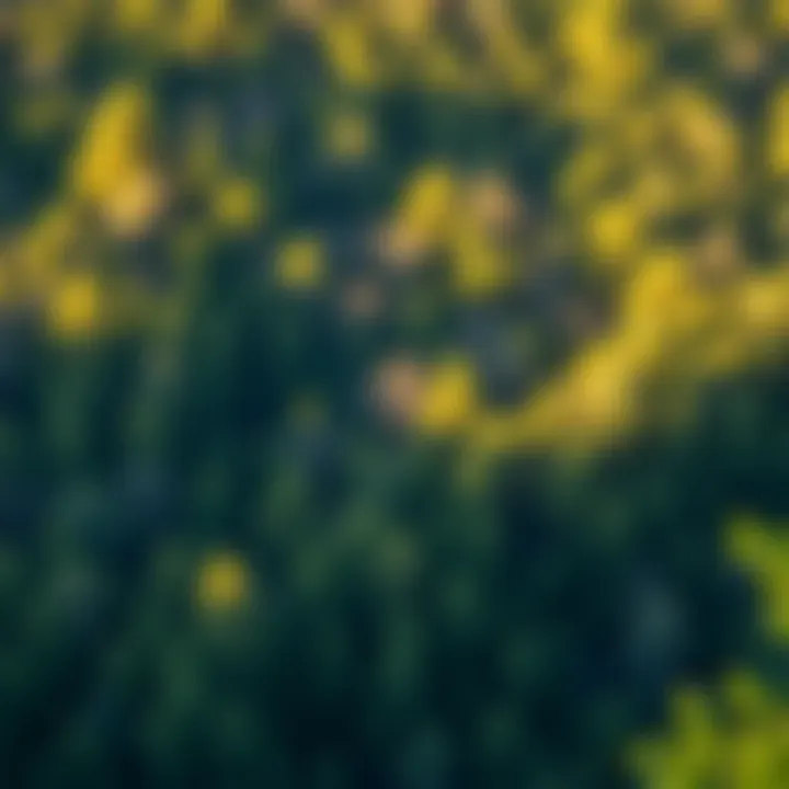 Best Practices for Sustainable Forest Management Sustainable forest management practices illustrated