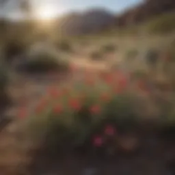 A vibrant display of desert wildflowers in bloom