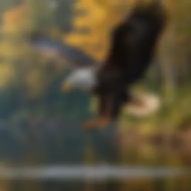 Bald Eagle in Flight over Tranquil Waters A majestic Bald Eagle soaring over a serene lake
