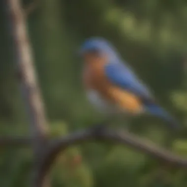 A vibrant Eastern Bluebird perched on a branch in its natural habitat