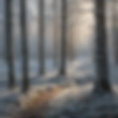 Frost-kissed trees in a winter woodland