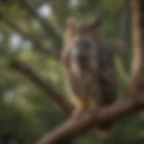 A great horned owl perched on a tree branch in Southern California