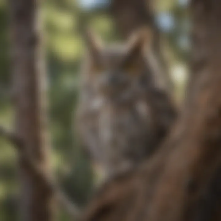 A Western screech owl blending into its surroundings during the day