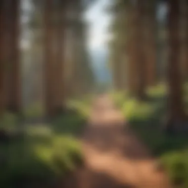 Trail Through Pikes Peak A scenic trail winding through the Pikes Peak area, illustrating sustainable tourism and natural beauty for hikers and nature enthusiasts.