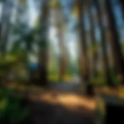 Pine Knot Campground: A Comprehensive Exploration of Its Ecological and Recreational Significance Introduction