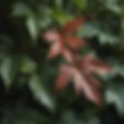 Close-up of Virginia Creeper leaves resembling poison ivy