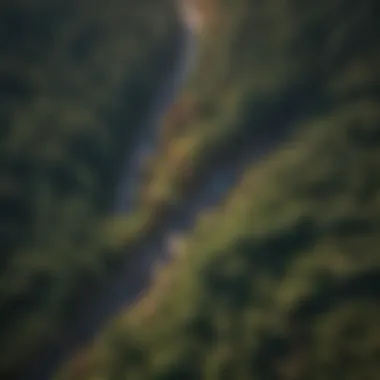 Aerial view showcasing forest management techniques