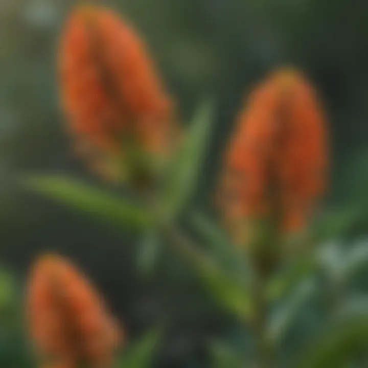 Close-up of prairie milkweed flowers attracting pollinators