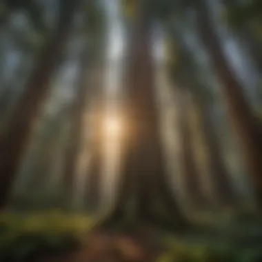 Majestic Redwood Trees Majestic redwood trees towering in the forest