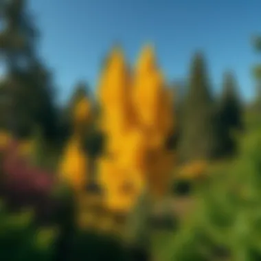 Notable Russell's Trees and Shrubs: An In-Depth Exploration