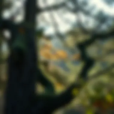 Russell's Trees and Shrubs: An In-Depth Exploration Summary