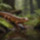 Diverse salamander species in natural habitat