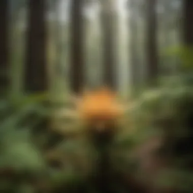 Close-up of unique flora found along Snoqualmie trails