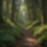 Scenic view of Snoqualmie hiking trails winding through lush forests