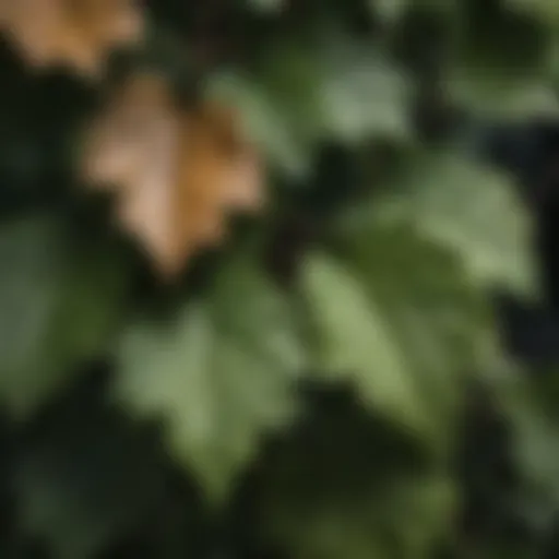 Close-up of vine leaves affected by systemic herbicide