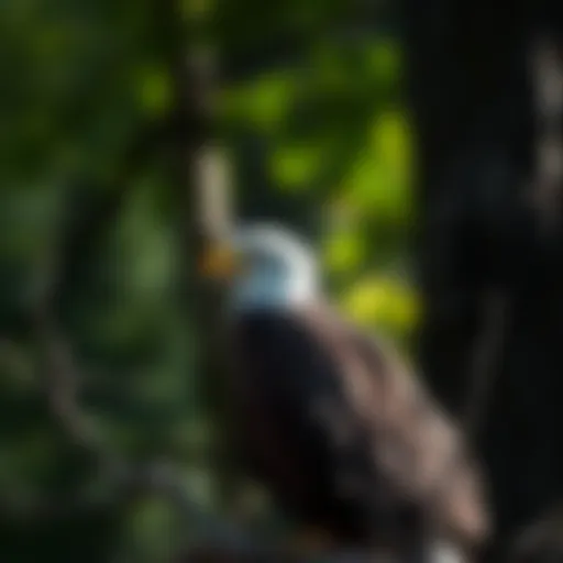 The Bald Eagle in Indiana: A Symbol of Resilience and Conservation Introduction