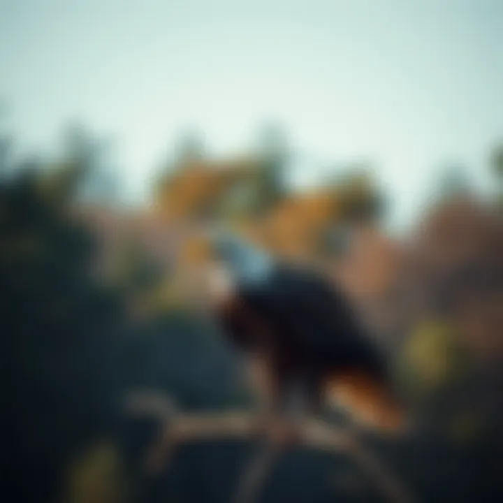 Notable The Bald Eagle in Indiana: A Symbol of Resilience and Conservation