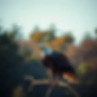 Notable The Bald Eagle in Indiana: A Symbol of Resilience and Conservation Notable The Bald Eagle in Indiana: A Symbol of Resilience and Conservation