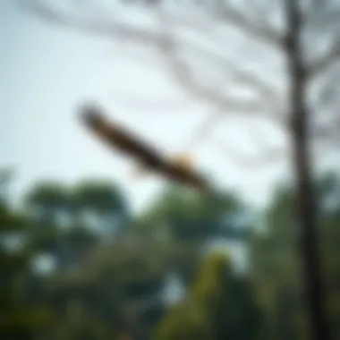 The Bald Eagle in Indiana: A Symbol of Resilience and Conservation Summary The Bald Eagle in Indiana: A Symbol of Resilience and Conservation Summary