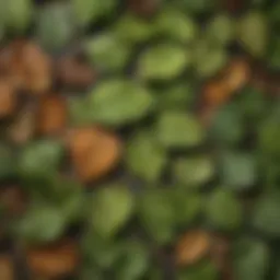 Close-up view of birch leaves showcasing their unique anatomical features.