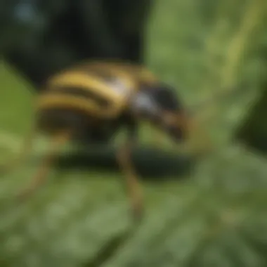 A close-up of a black and yellow striped bug on a green leaf