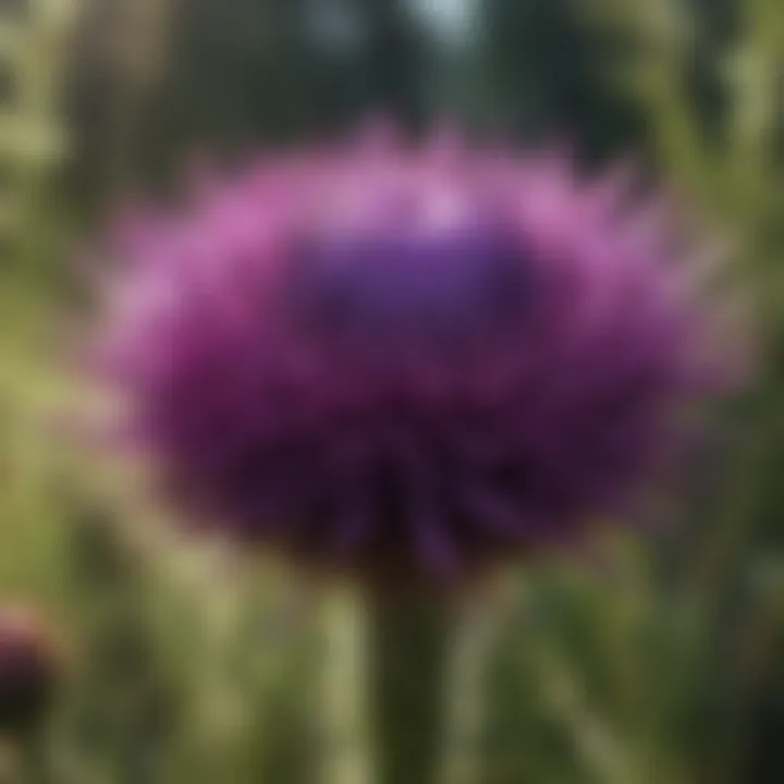 A vibrant thistle bloom showcasing its rich purple color and intricate structure.