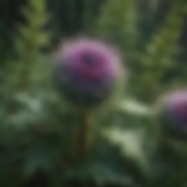 A close-up of thistle leaves, highlighting their unique serrated edges and lush green color.