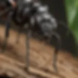 Close-up of a carpenter ant showcasing its distinct features.