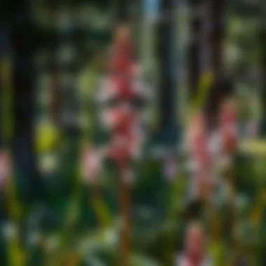 The Flora of Aspen: A Study of Local Biodiversity Summary The Flora of Aspen: A Study of Local Biodiversity Summary