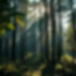 Lush forest landscape with sunlight filtering through trees