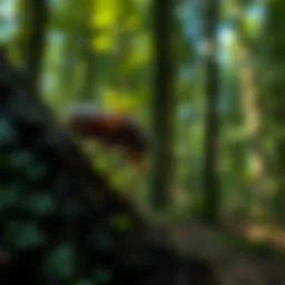 The Impact of Adelgid on Forest Ecosystems Introduction