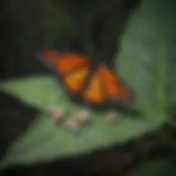 Monarch butterfly eggs on a milkweed leaf